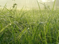dewdrops