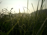 dewdrops